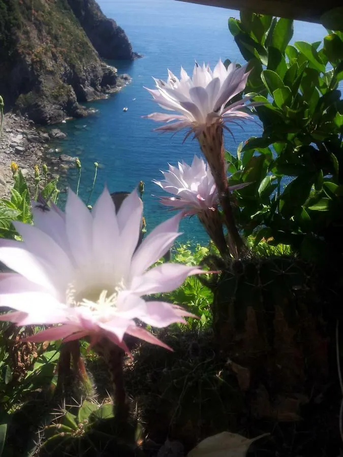 5 Terre For You Riomaggiore